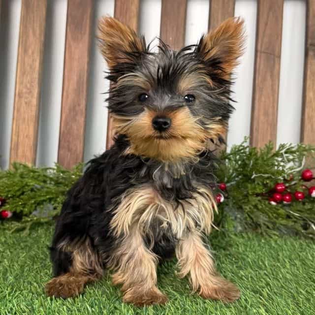 River - Yorkshire Terrier Female