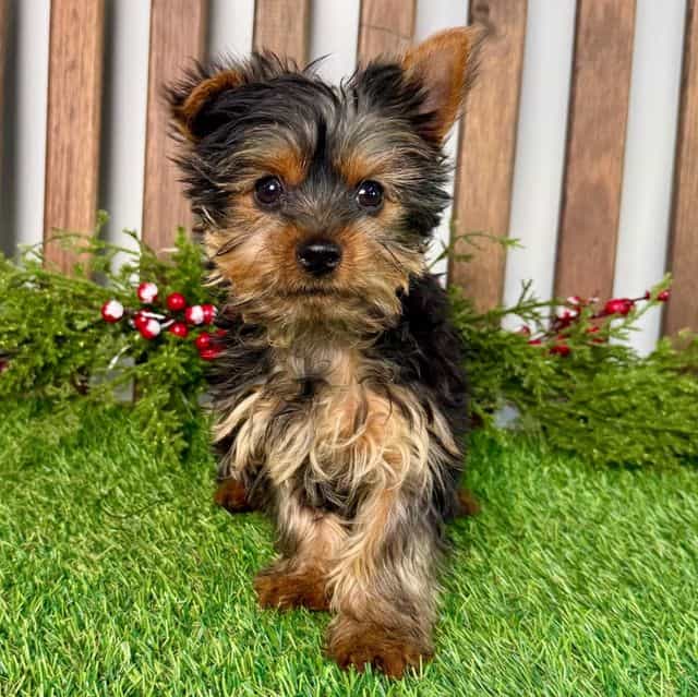 Rhett - Yorkshire Terrier Male