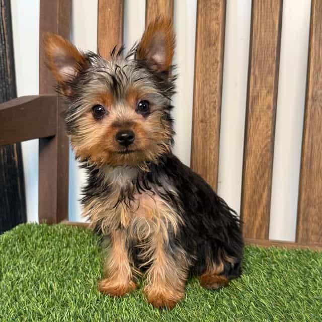 Rosie - Yorkshire Terrier Female