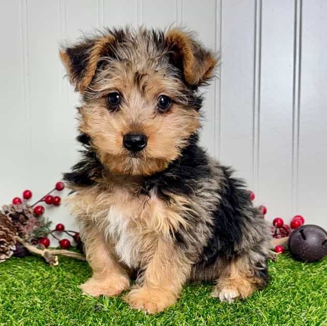 Axel - Yorkipoo Male