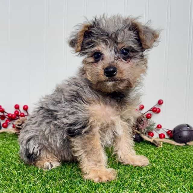 Atlee - Yorkipoo Male