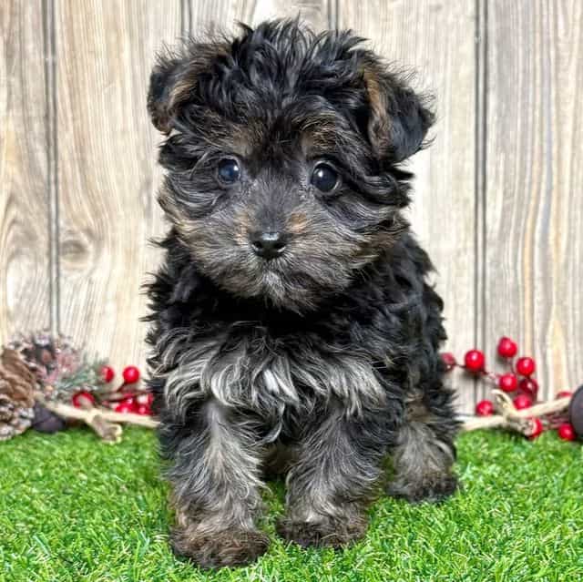 Addy - Yorkipoo Female