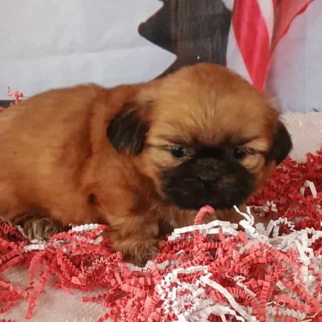 Charley - Shih Tzu Male