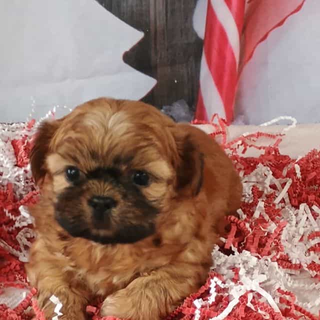 Linus - Shih Tzu Male