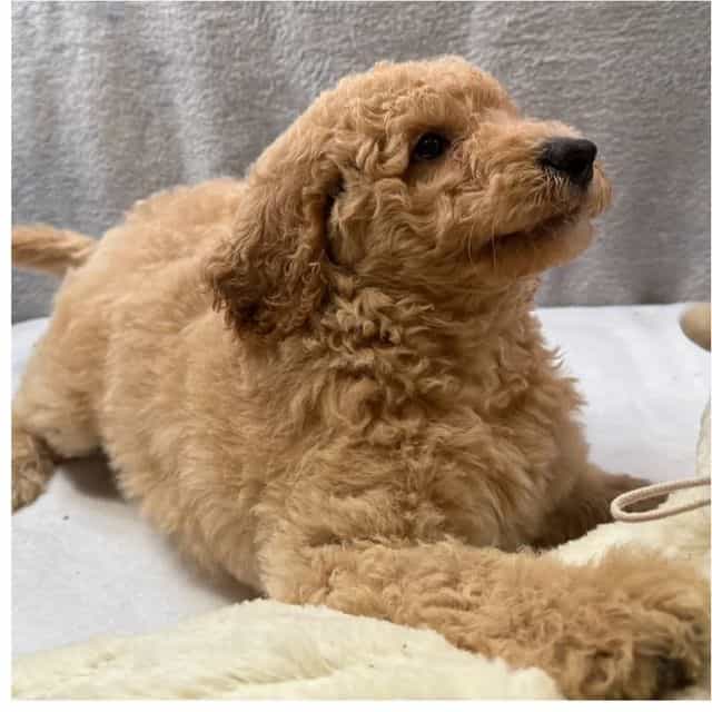 Casper  - Goldendoodle Male