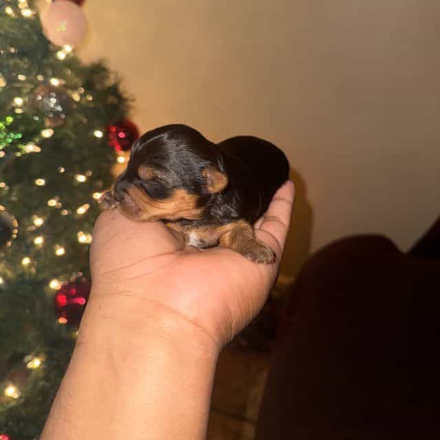 Boy 1 - Yorkshire Terrier Male