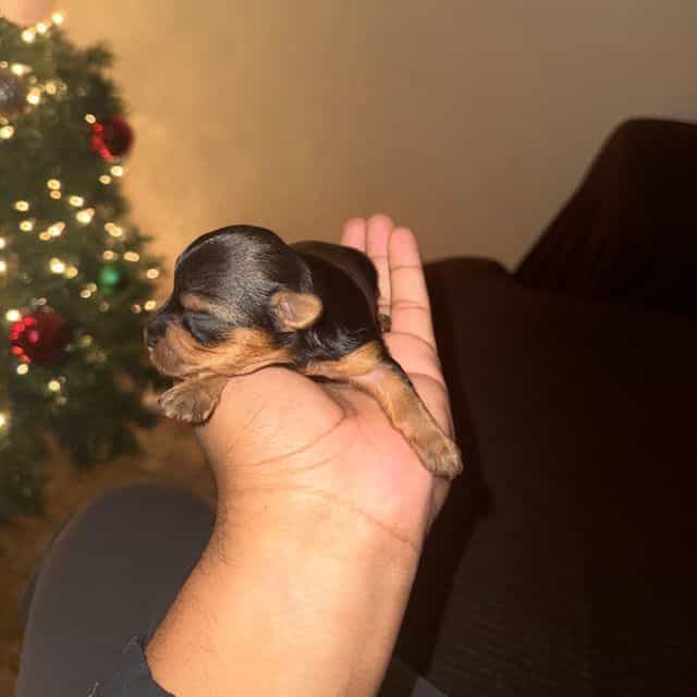 Boy 2 - Yorkshire Terrier Male