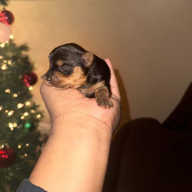 Boy 3 - Yorkshire Terrier Male