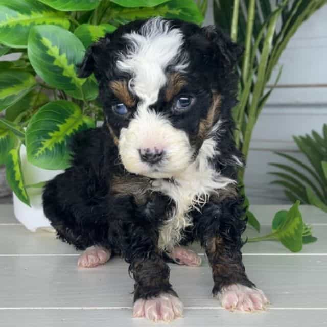 Zoe - Bernedoodle Male