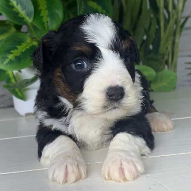 Willow - Bernedoodle Female