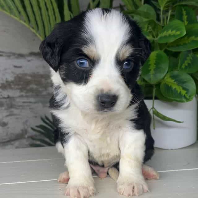 Thor - Bernedoodle Male