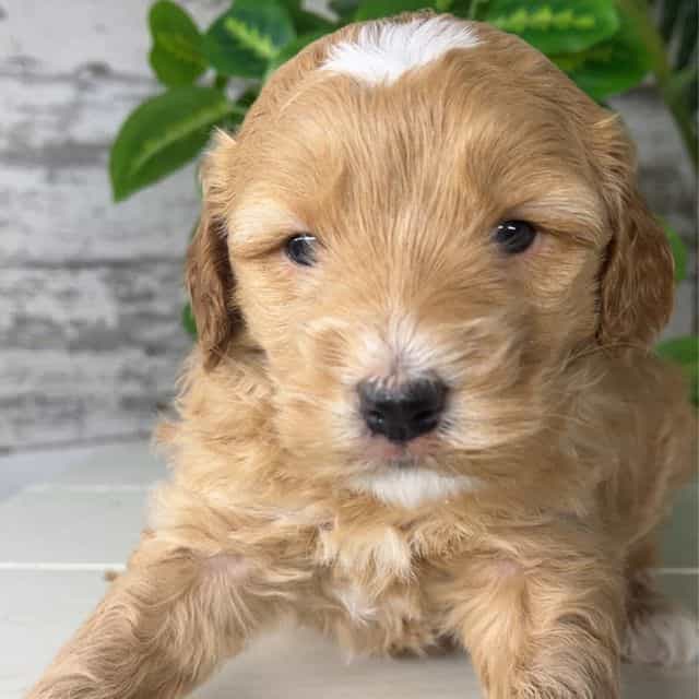Leo - Goldendoodle Male