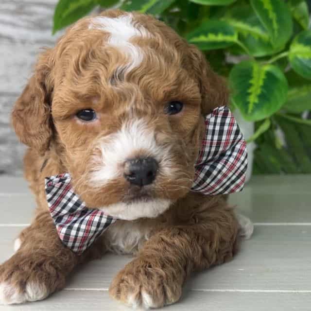 Bear - Goldendoodle Male