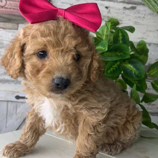 Kelly - Goldendoodle Female