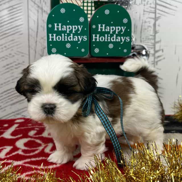 Toni - Shih Tzu Male