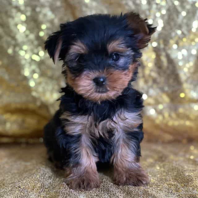 Ruby - Yorkshire Terrier Female