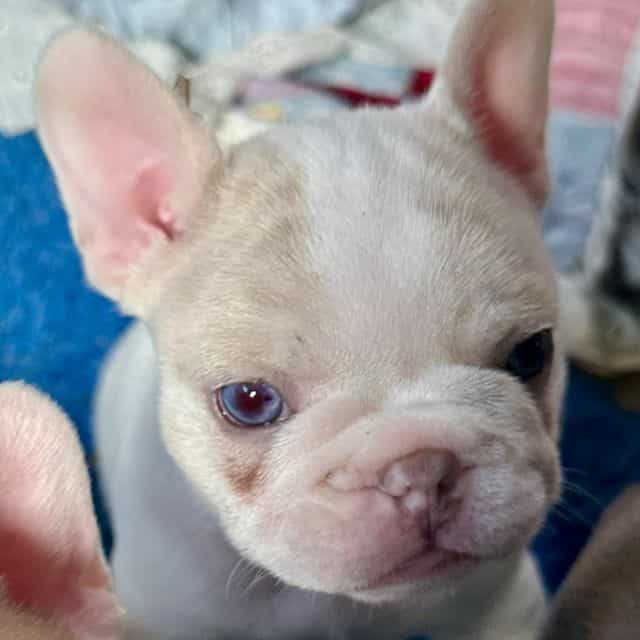 Zip - French Bulldog Male