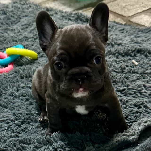Chappell - French Bulldog Female