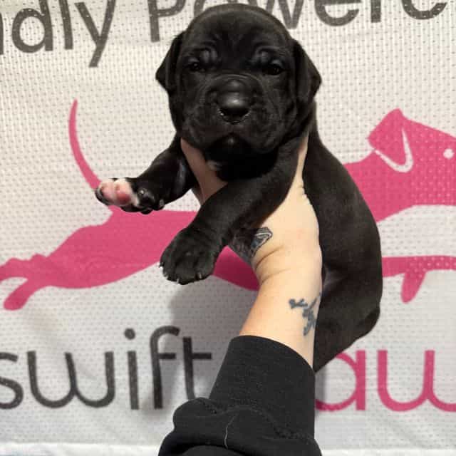 Red Collar - Cane Corso Male