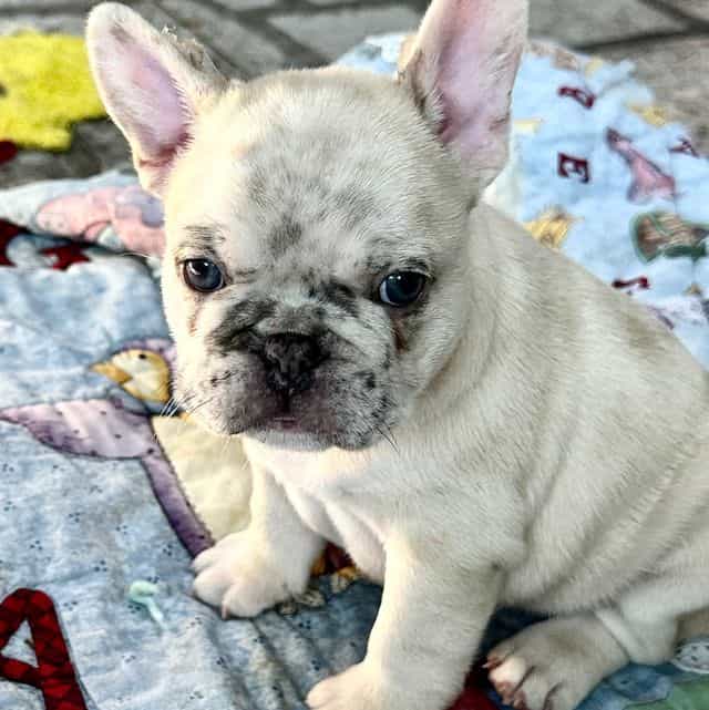 Kross - French Bulldog Male
