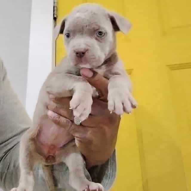 Lola - American Bully Female