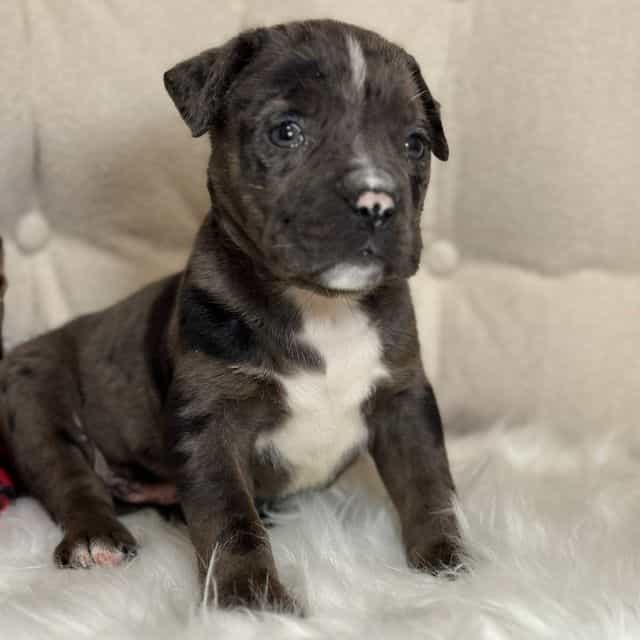 Tommy - American Bully Male