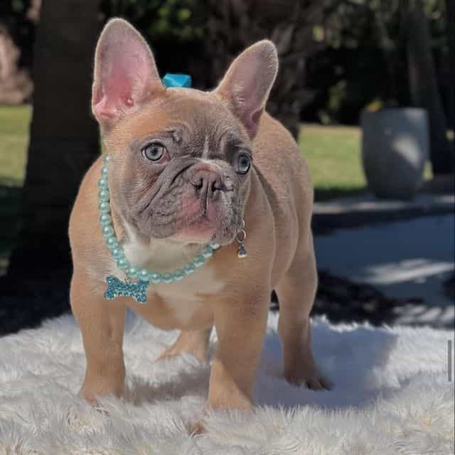 Daisy - French Bulldog Female