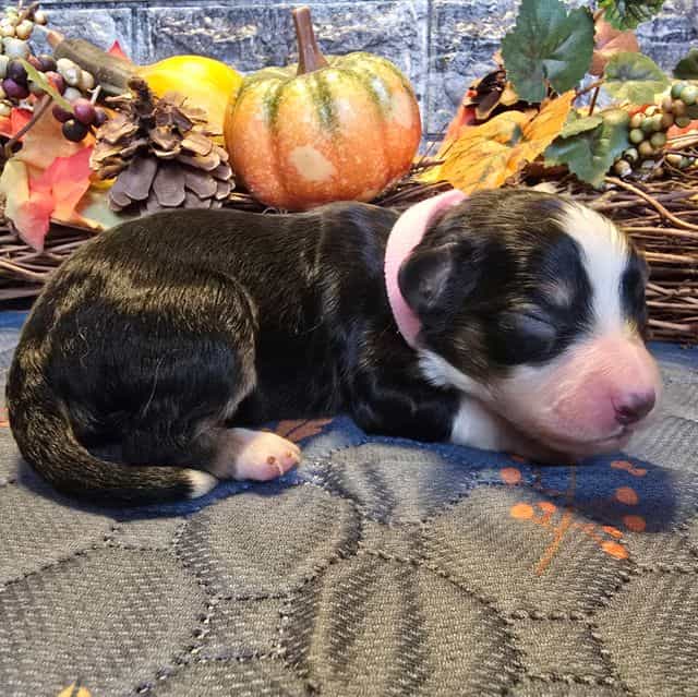 Stella - Aussalier Female