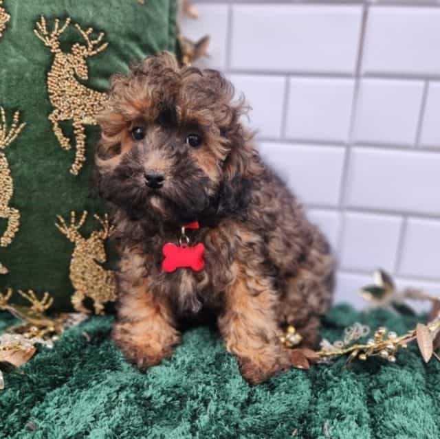 Sebastian - Toy Poodle Male