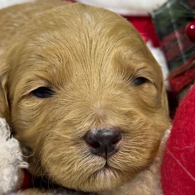 sadie - Goldendoodle Female