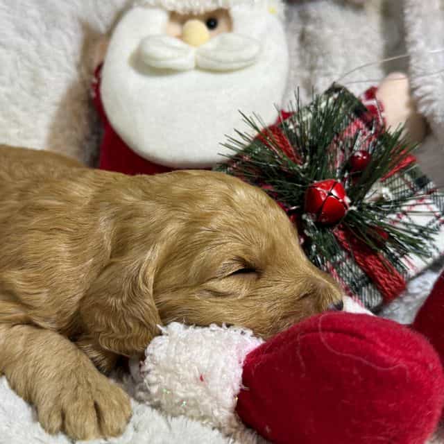 Gus - Goldendoodle Male