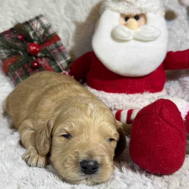 Charlie - Goldendoodle Male
