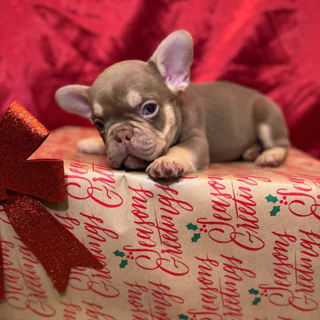 Buddy The III - French Bulldog Male