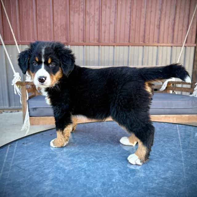 Light Purple Gi - Bernese Mountain Dog Female