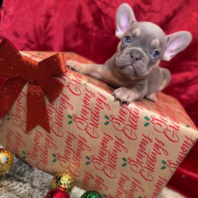 Sinclair  - French Bulldog Male