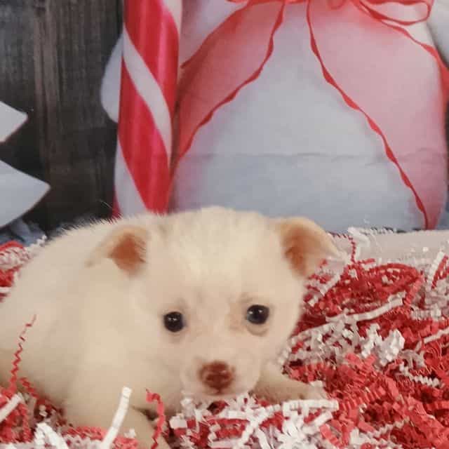 Janey - Pomchi Female