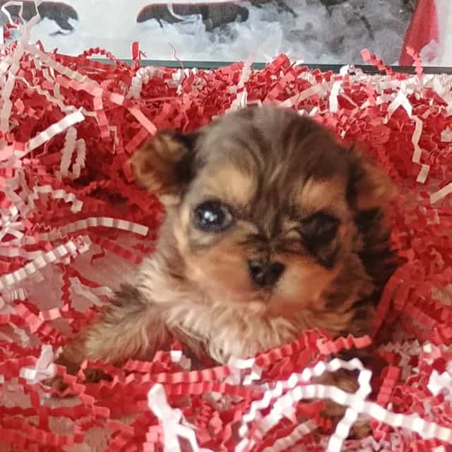 Micky - Morkie Male