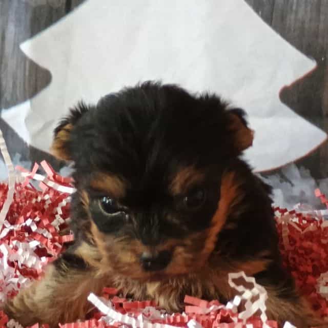 Memphis - Morkie Male