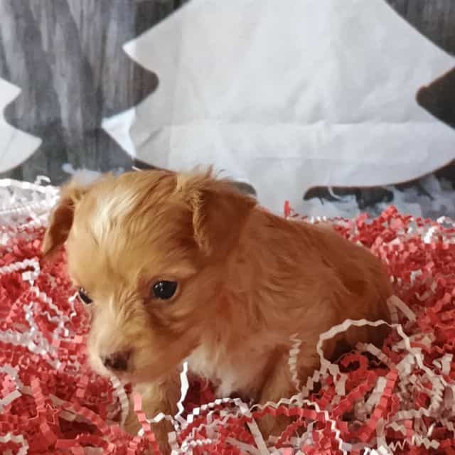 Marley - Morkie Female