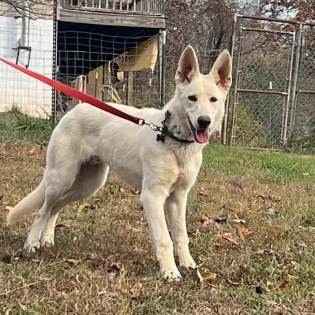 Marshmallow  - German Shepherd Dog Male