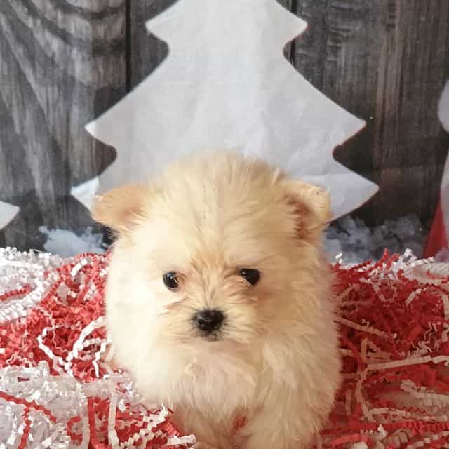 Rainey - Maltipom Female