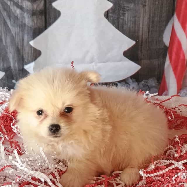 Renee - Maltipom Female