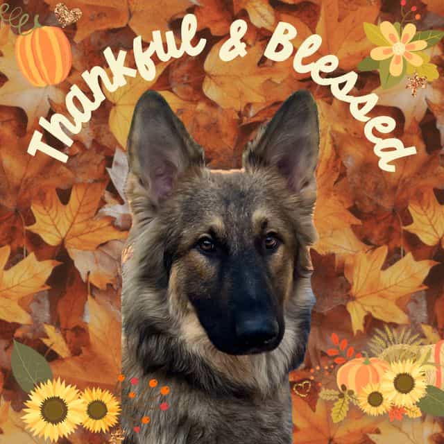 Colt - German Shepherd Dog Male