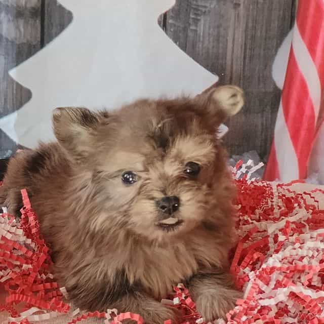 Rachel - Maltipom Female