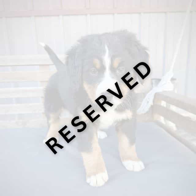 Yellow Girl - * - Bernese Mountain Dog Female