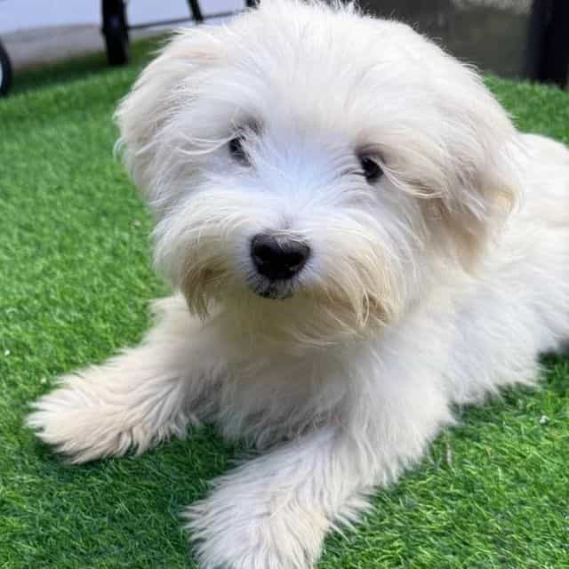 Gordo - Maltese Male