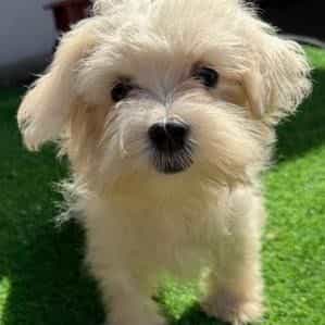 Gayle - Maltese Female