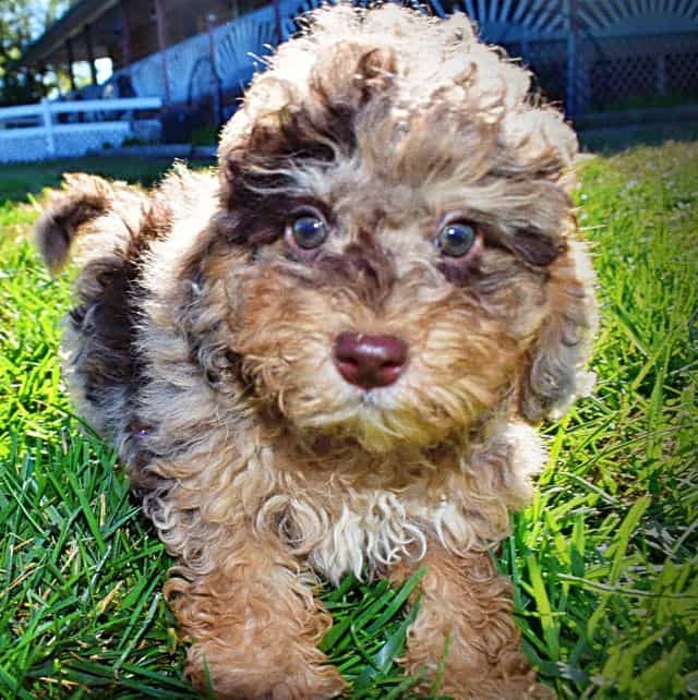 Jackson - Havapoo Male