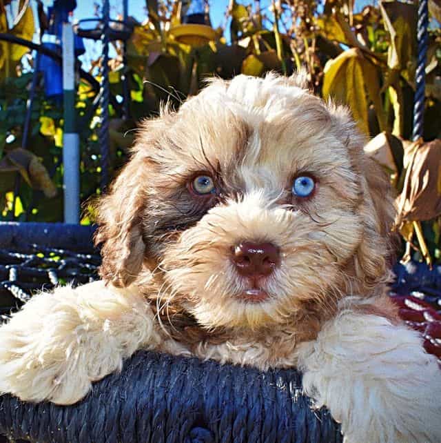 Jasper - Havapoo Male