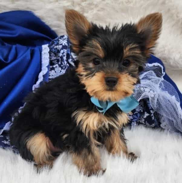 Toby - Yorkshire Terrier Male